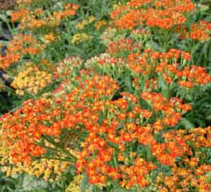Achillea Terracotta - Bright orrange flowered perennial